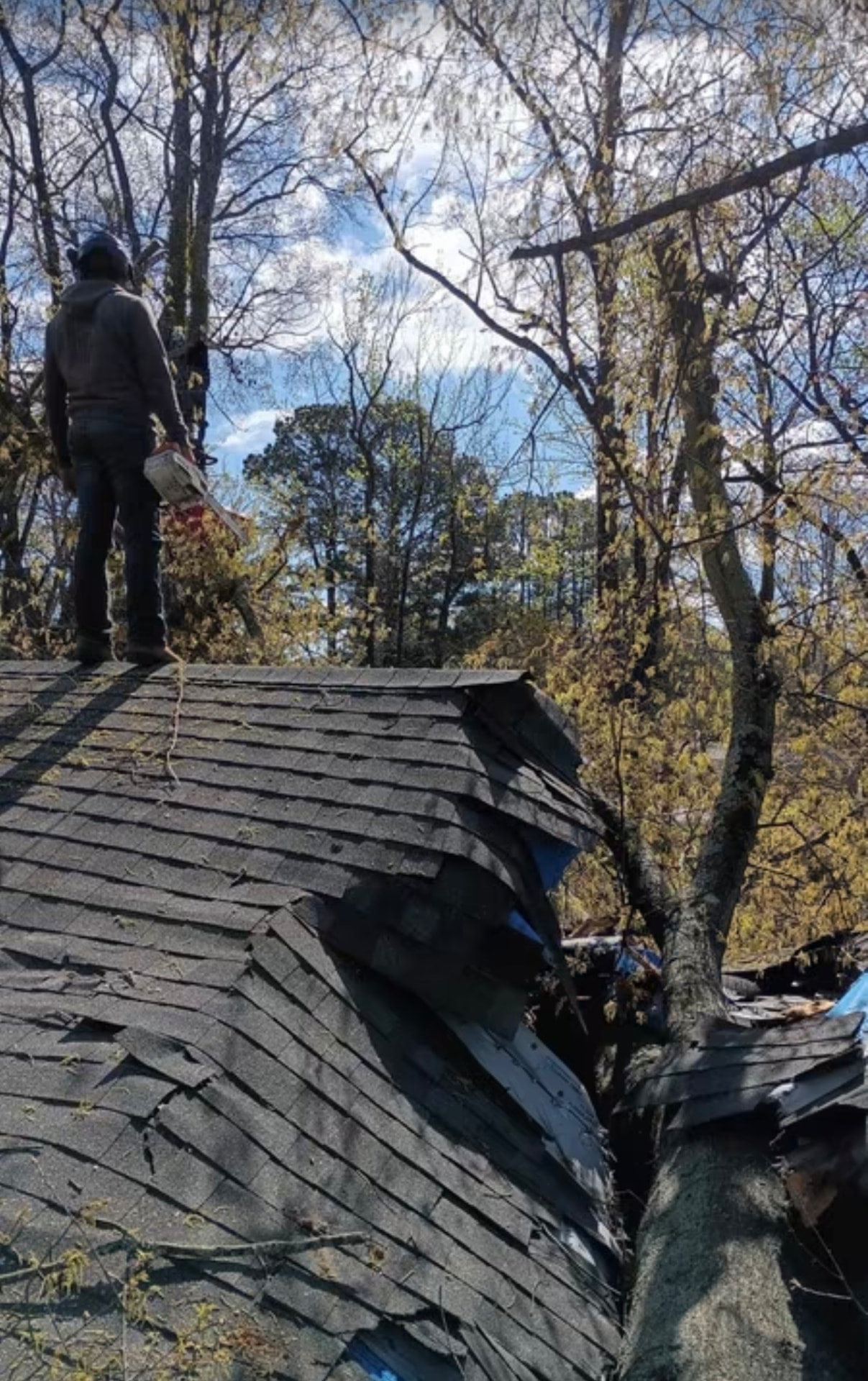Tree Trimming