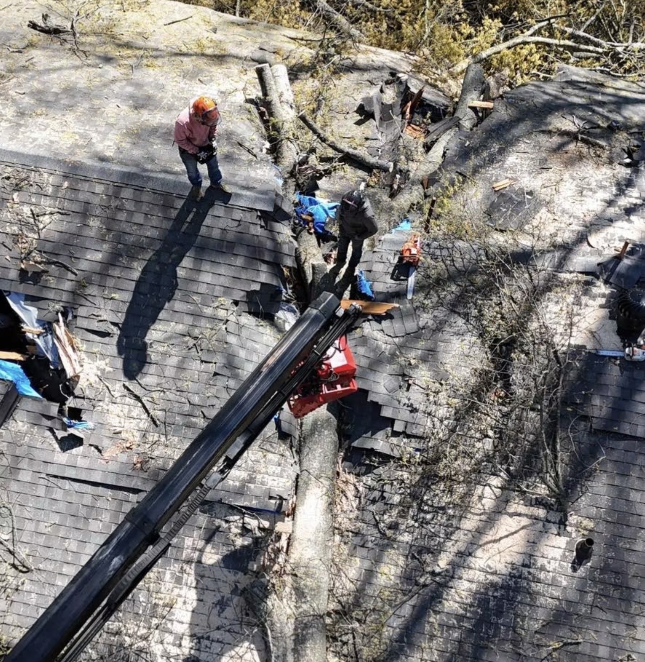 Tree Removal